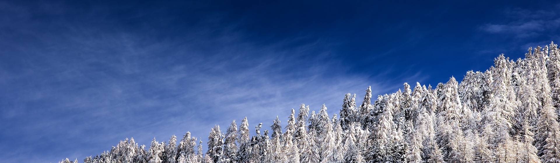 Snow-covered trees under a blue sky